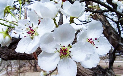 �茑���Ļ���Ԋ��