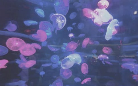 游香港海洋公園優(yōu)秀作文600字