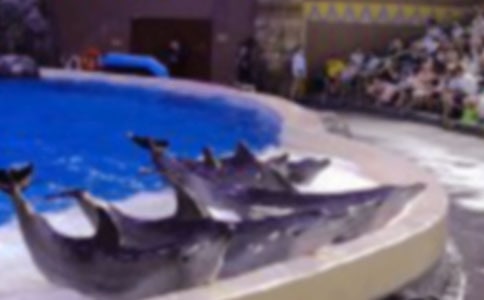 藍色的海豚島_350字