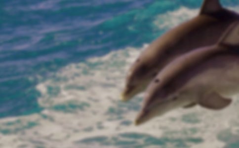 藍色的海豚島讀后感13篇