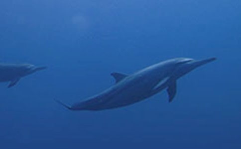 海豚的作文實(shí)用【15篇】