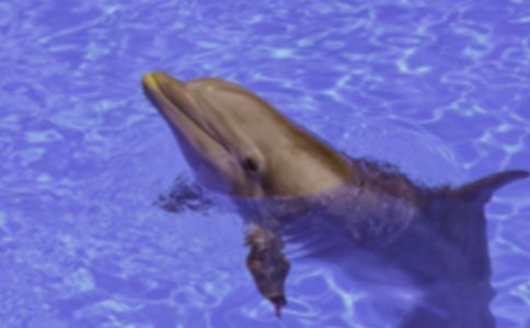 ���ϼ������������