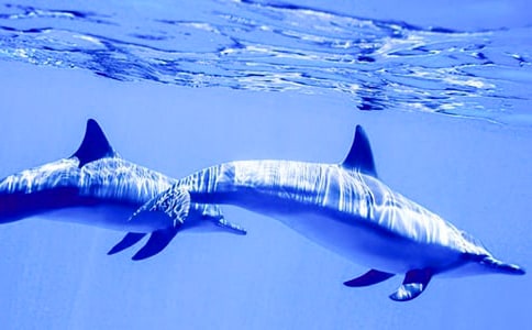 我與海豚握手作文