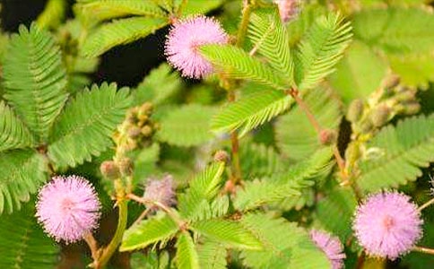 ���߲ݵ�����