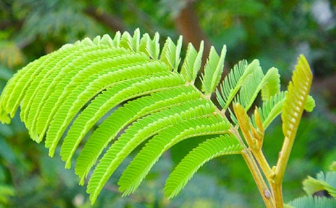 ���߲ݵă�(y��u)������