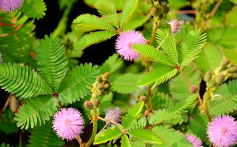 ��(xi��)һƪ�^�캬�߲ݵ�����200��