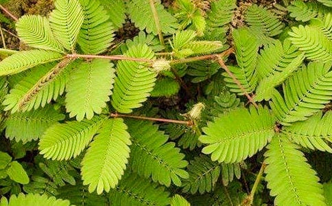 ���߲ݵ���������(10ƪ)