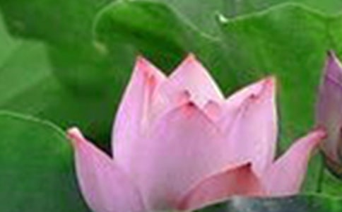 �茑�ɻ�ʢ�_��Ԋ��