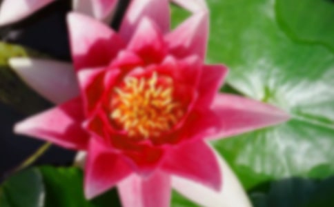 關(guān)于描寫荷花的古詩詞「配樂」