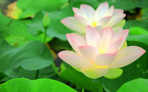 描寫荷花的詩句(匯編15篇)