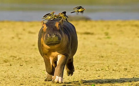 ���Rҧβ��ͯԒ����