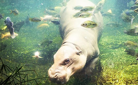 小河馬開店作文