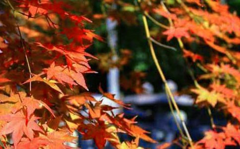 [���A]�t�~������15ƪ