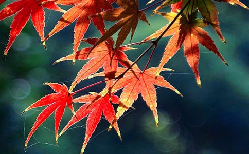 ���Aɽ�t�~���箋(hu��)�A������