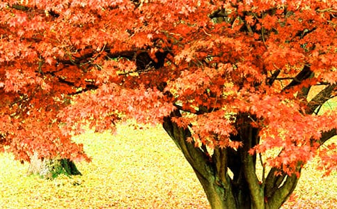 �}�t�~ԭ�ļ��p��