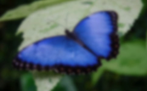 老虎吃蝴蝶歇后語及解釋