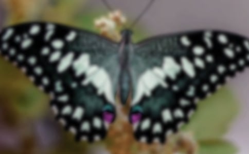 捉蝴蝶看圖寫話