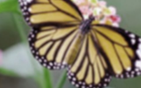 蝴蝶的詩句13篇