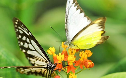 八個小妙招快速甩掉蝴蝶袖