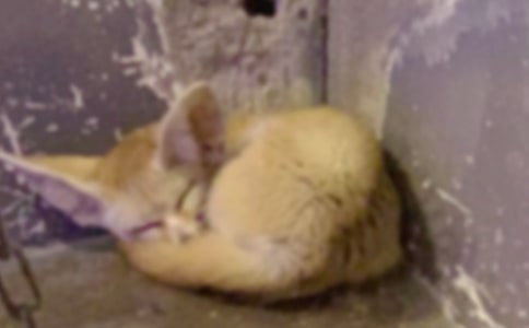 ����؂���ǵĹ��¡��x���