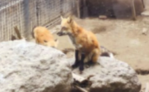 《了不起的狐貍爸爸》讀后感(匯總15篇)