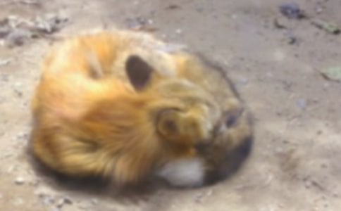 《烏鴉和狐貍》續(xù)寫