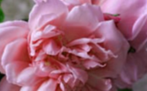 �_�����еĻ������ľ�Ʒ10ƪ