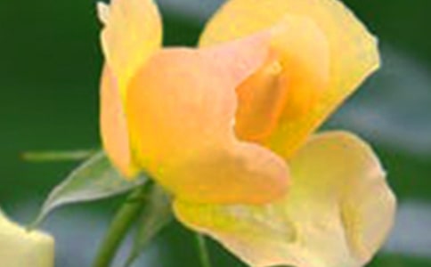 �����T(m��n)���_(k��i)��ӛ����̎�Ļ�������15ƪ