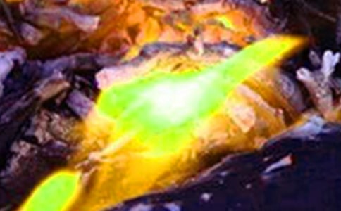 火災(zāi)觀后感