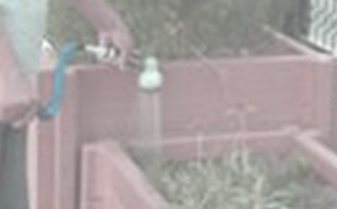 澆花的作文匯編【15篇】