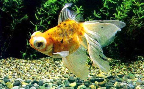 [���x]�ɐ۵�С���~����