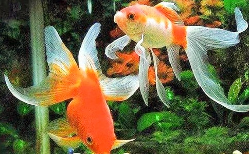 (��)�ɐ۵Ľ��~����