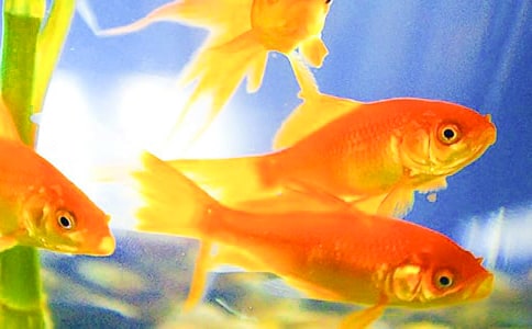 �ɐ۵�С���~����[����15ƪ]