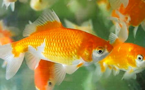 我家的金魚作文必備【15篇】