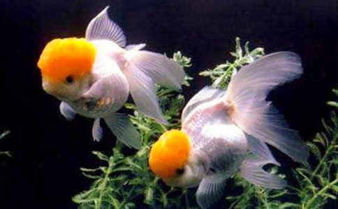 �ɐ�(��i)��С���~(y��)���Č�(sh��)��15ƪ