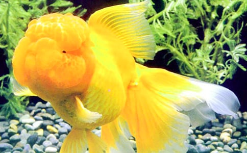 �ɐ�(��i)��С���~����Ʒ15ƪ��