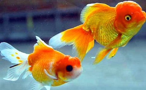 �ɐ۵�С���~���ľ�Ʒ15ƪ