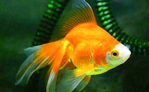 �茑(xi��)С���~(y��)����(x��)��