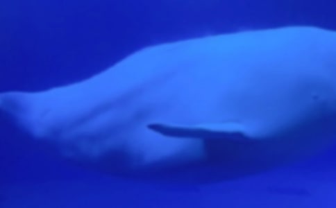 ����һ�^�L�~����