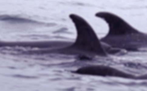 ���o�L�~�ĳ��h��