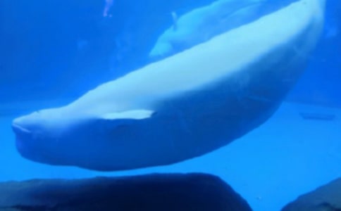 海洋里驕傲的藍色小鯨魚的故事及點評