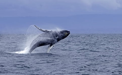 �L�~(y��)��ʲô��(d��ng)�����_�L�~(y��)��ʲô��(d��ng)���M(j��n)����