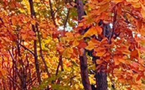 �茑������ɫԊ(sh��)��