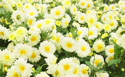 ���оջ���Ԋ(sh��)��