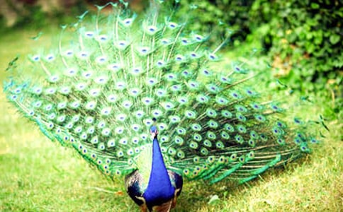 ����ȸ�|���w���̌W(xu��)