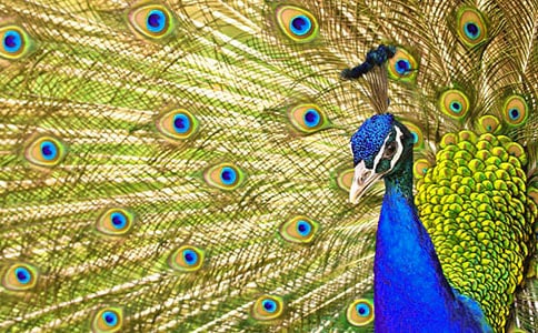 ���Ŀ�ȸ���ģ��\��15ƪ��