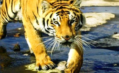 ���P(gu��n)�ϻ���Ъ���Z(y��)