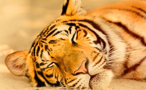 �ϻ���ĥ������