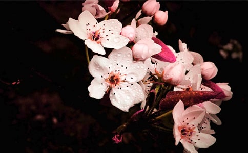 帶梨花的經(jīng)典詩句大全推薦