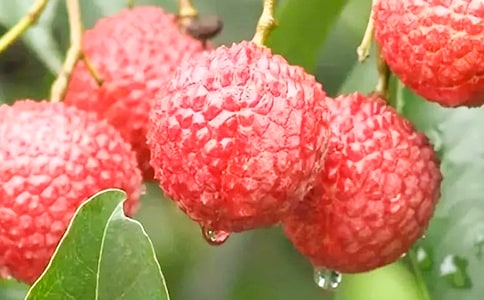 �P(gu��n)����֦������